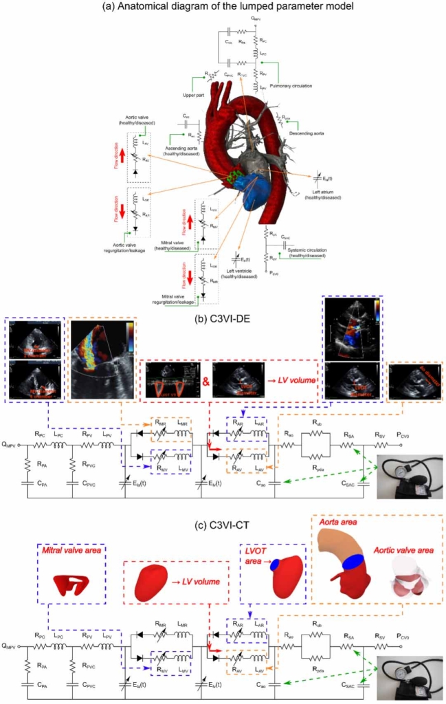 anatomical diagram of the lumped parameter model