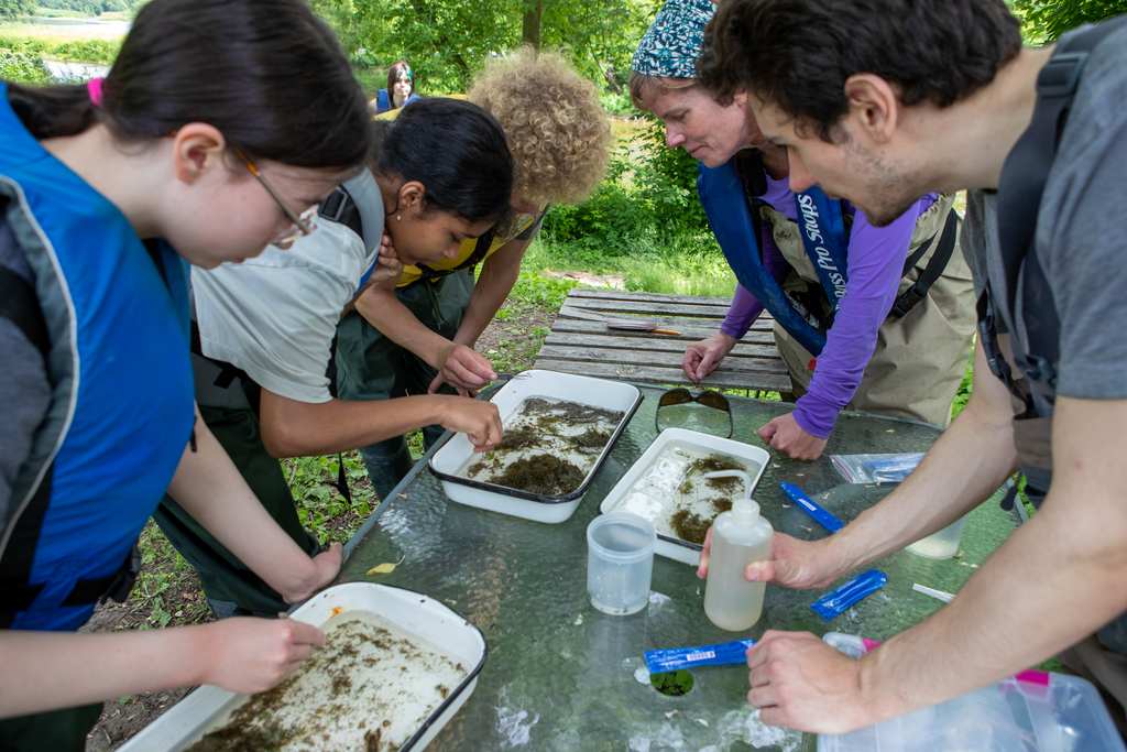 People lean over trays to identify critters.