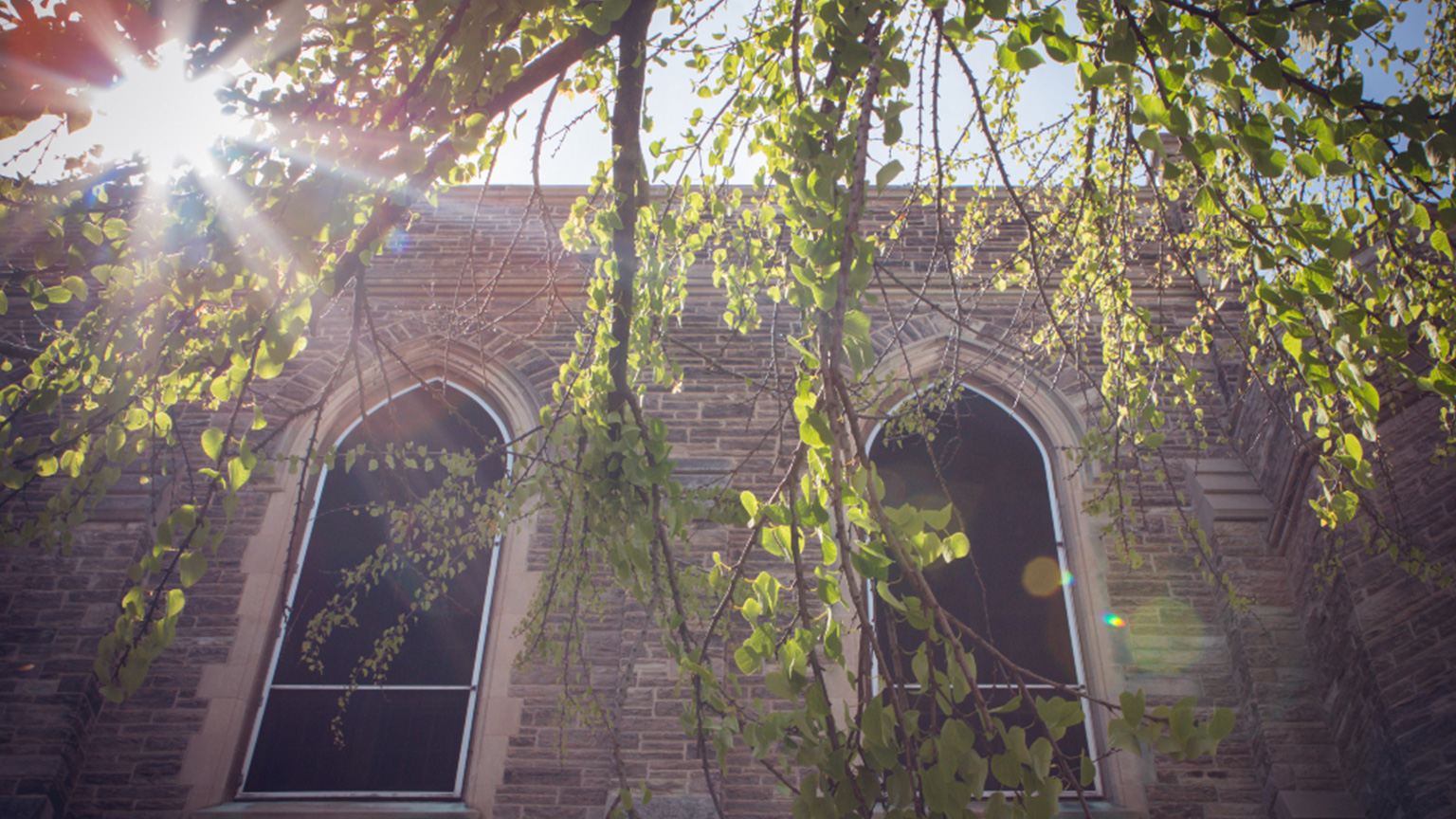 University Hall windows with trees and the sun shining down