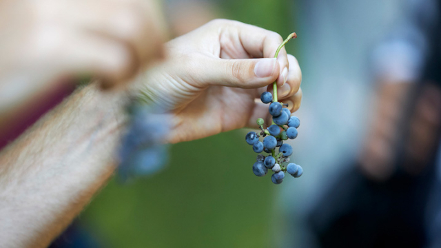 close up of a hand holding up grapes.