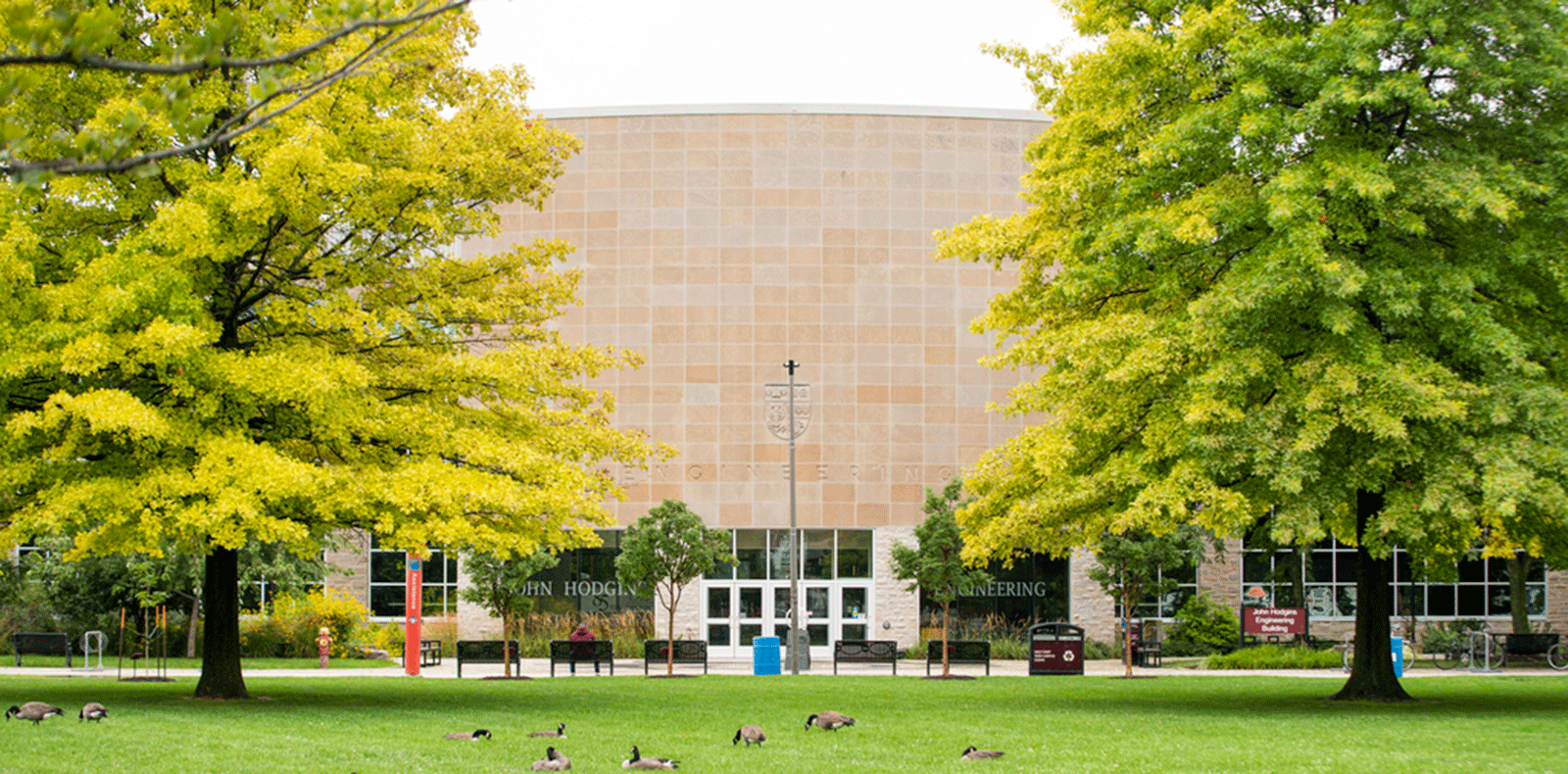 Green trees on campus with geese on the grass