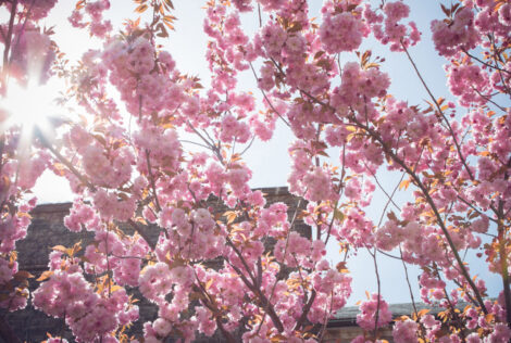 pink flower blooms on a tree on campus