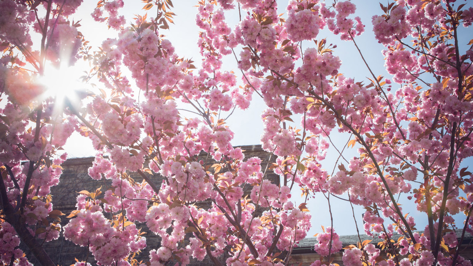 pink flower blooms on a tree on campus