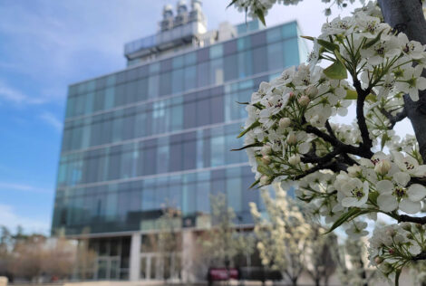 White spring flowers bloom on a tree, a blurry Engineering Technology Building is in the background