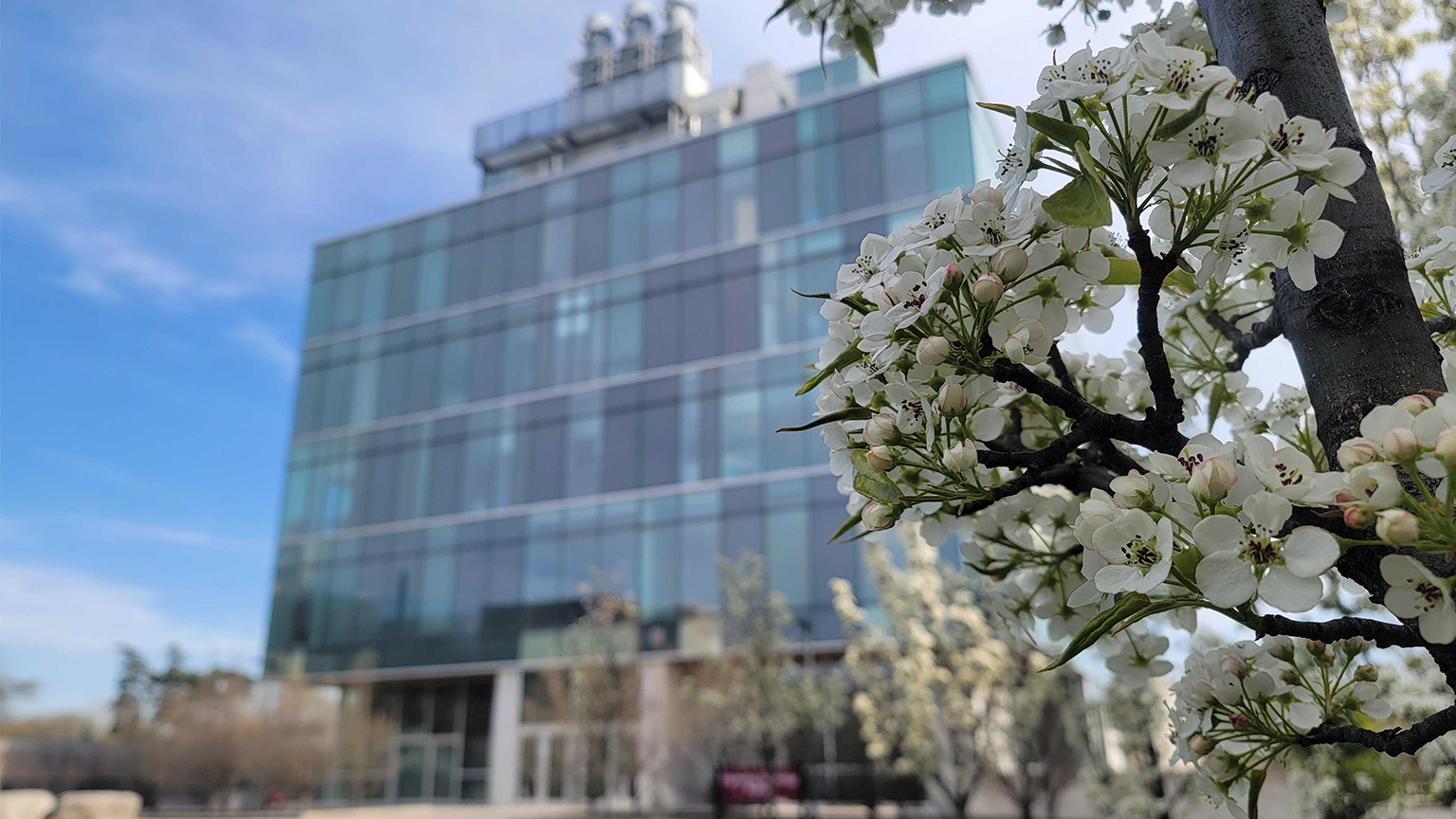 White spring flowers bloom on a tree, a blurry Engineering Technology Building is in the background