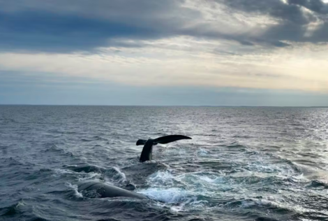 Tail of a whale above the water in the ocean