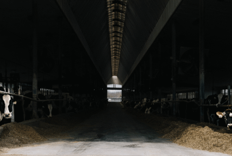 Cows peak out from inside a barn.