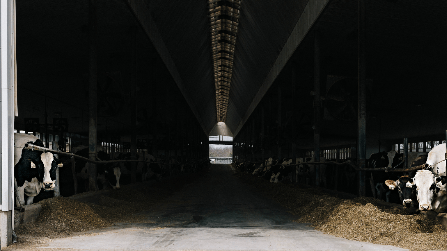 Cows peak out from inside a barn.